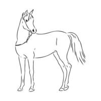 dibujo vectorial de caballo árabe vector