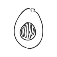 avocado vector sketch