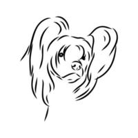 chinese crested dog vector sketch