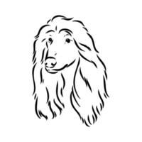 afghan hound vector sketch