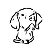 pointer dog vector sketch