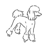 dibujo vectorial de perro caniche vector