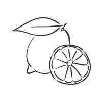 lemon vector sketch