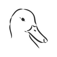 dibujo vectorial de pato vector