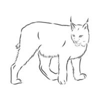 lynx vector sketch