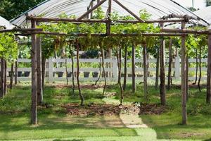 grapes garden close up photo