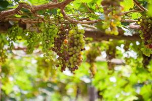 Bunches of red wine grapes hanging on the vine photo