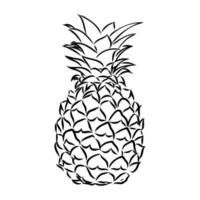 dibujo vectorial de piña vector