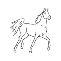 dibujo vectorial de caballo árabe vector