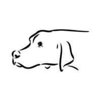 pointer dog vector sketch