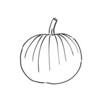 dibujo vectorial de calabaza vector