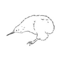 bosquejo del vector del pájaro del kiwi