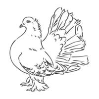 purebred pigeon vector sketch