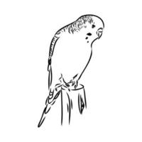 budgie vector sketch