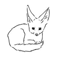 fox fenek vector sketch