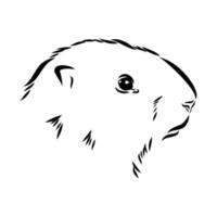 bosquejo del vector de la marmota