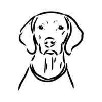 pointer dog vector sketch