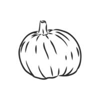 pumpkin vector sketch