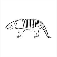 bosquejo del vector animal armadillo