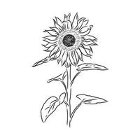 sunflower seeds vector sketch