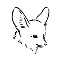 fox fenek vector sketch