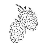 raspberry vector sketch