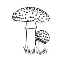 fly agaric vector sketch