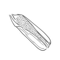 corn vector sketch