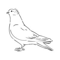 purebred pigeon vector sketch