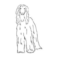 afghan hound vector sketch