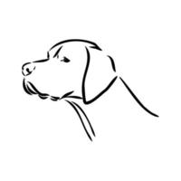 pointer dog vector sketch