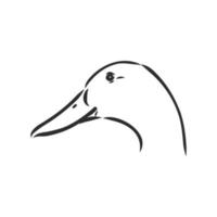 dibujo vectorial de pato vector