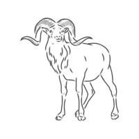 mountain ram vector sketch