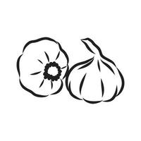 garlic vector sketch