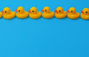 yellow rubber ducks in a close row on blue background with copy space photo