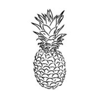 dibujo vectorial de piña vector