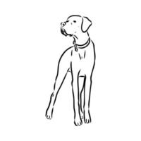 pointer dog vector sketch