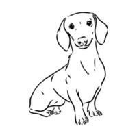 dachshund vector sketch