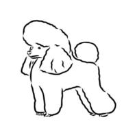 dibujo vectorial de perro caniche vector