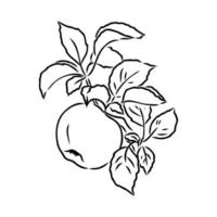 apple vector sketch