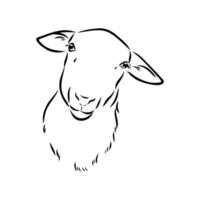 sheep vector sketch