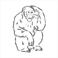 dibujo vectorial de chimpancé vector