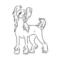 chinese crested dog vector sketch