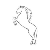 horse vector sketch