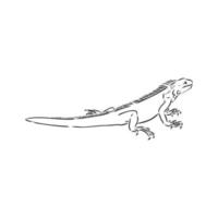 dibujo vectorial de iguana vector