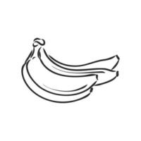 banana vector sketch