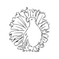 purebred pigeon vector sketch