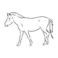 przewalski's horse vector sketch