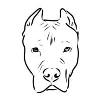 pit bull terrier vector sketch