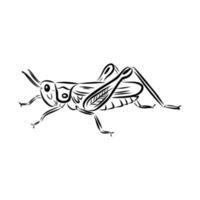 locust vector sketch